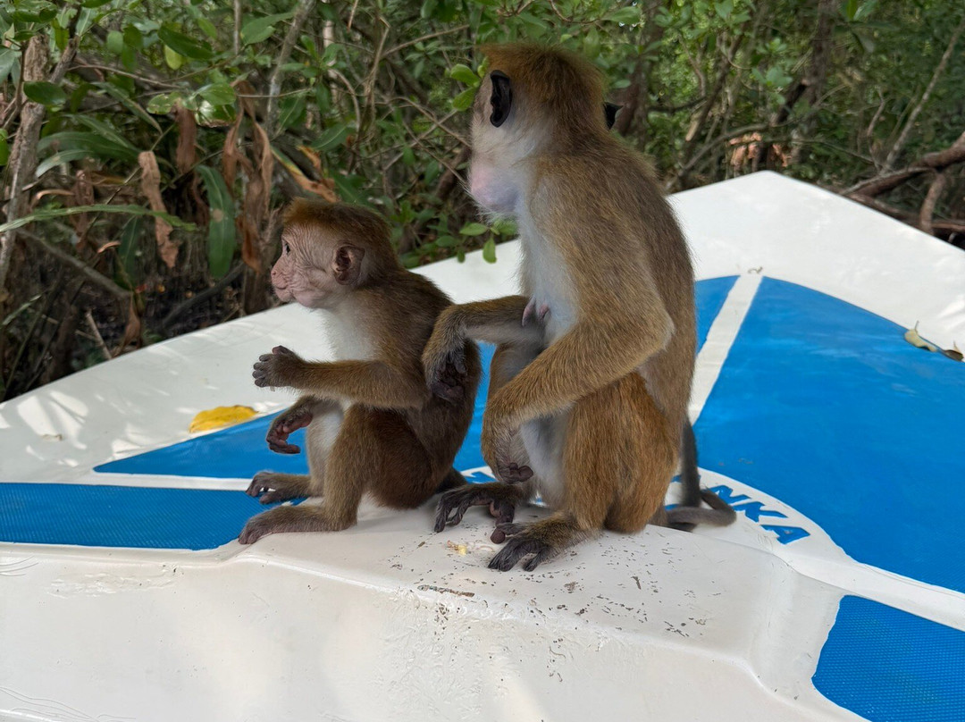 Koggala Lake Boat Safari & Kayak Adventure with Malish-克拉必去景点
