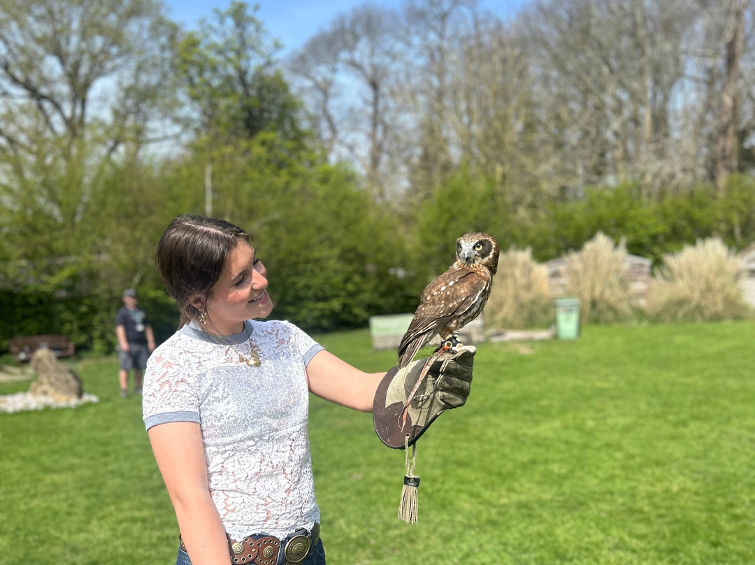 Leeds Castle Falconry Experiences-Leeds必去景点