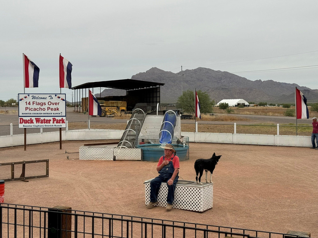 Rooster Cogburn Ostrich Ranch-Picacho必去景点