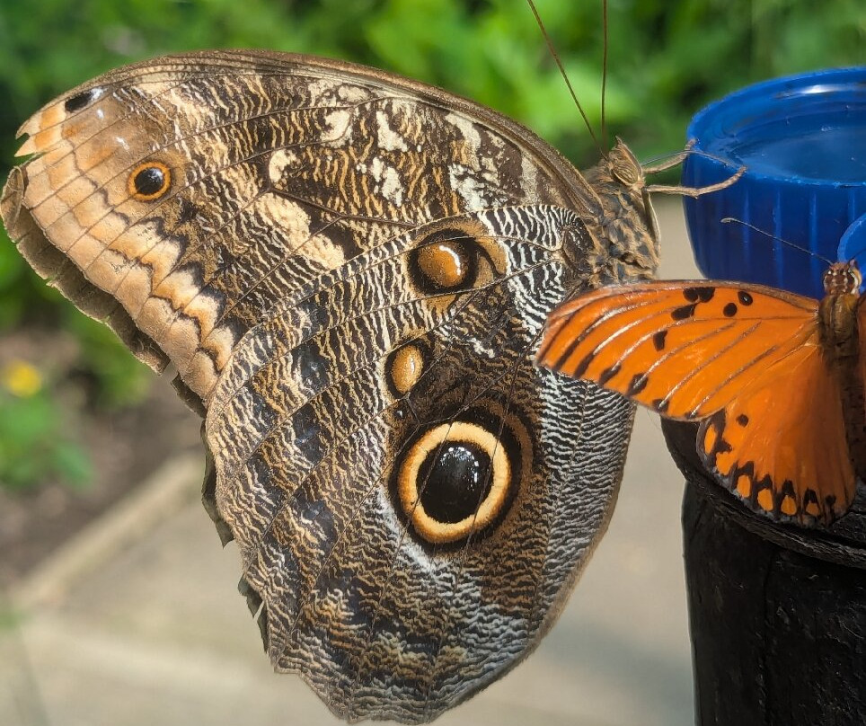 Butterfly Gardens @ Middleton Common Farm-Westmeston必去景点