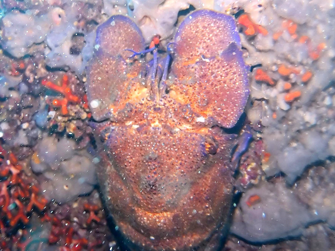 Diving Menorca-米诺卡必去景点