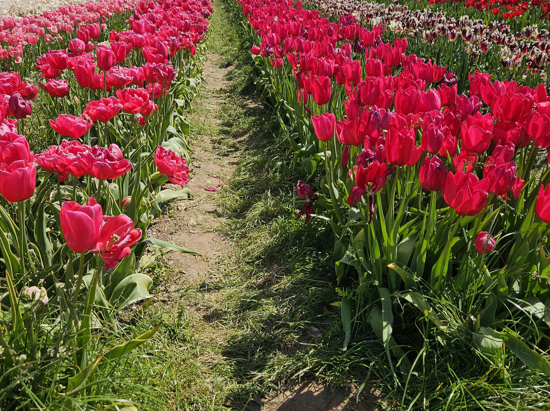 Tulleys Tulip Fields - Hertfordshire-圣奥尔本斯必去景点