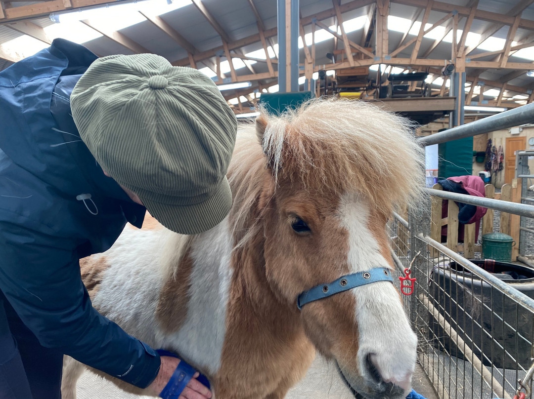 The Shetland Pony Experience-Papil必去景点