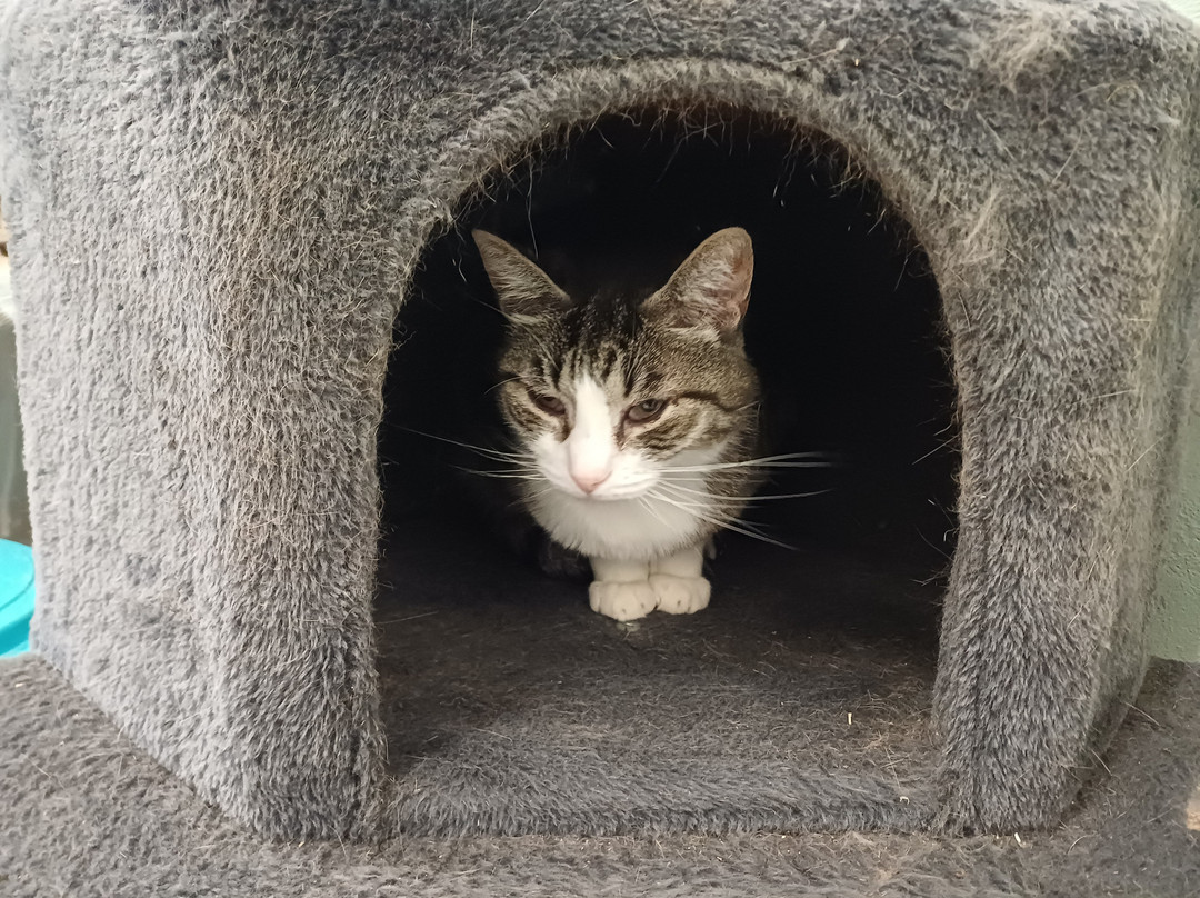 Colonia Felina Riva del Garda-里瓦德尔加尔达必去景点