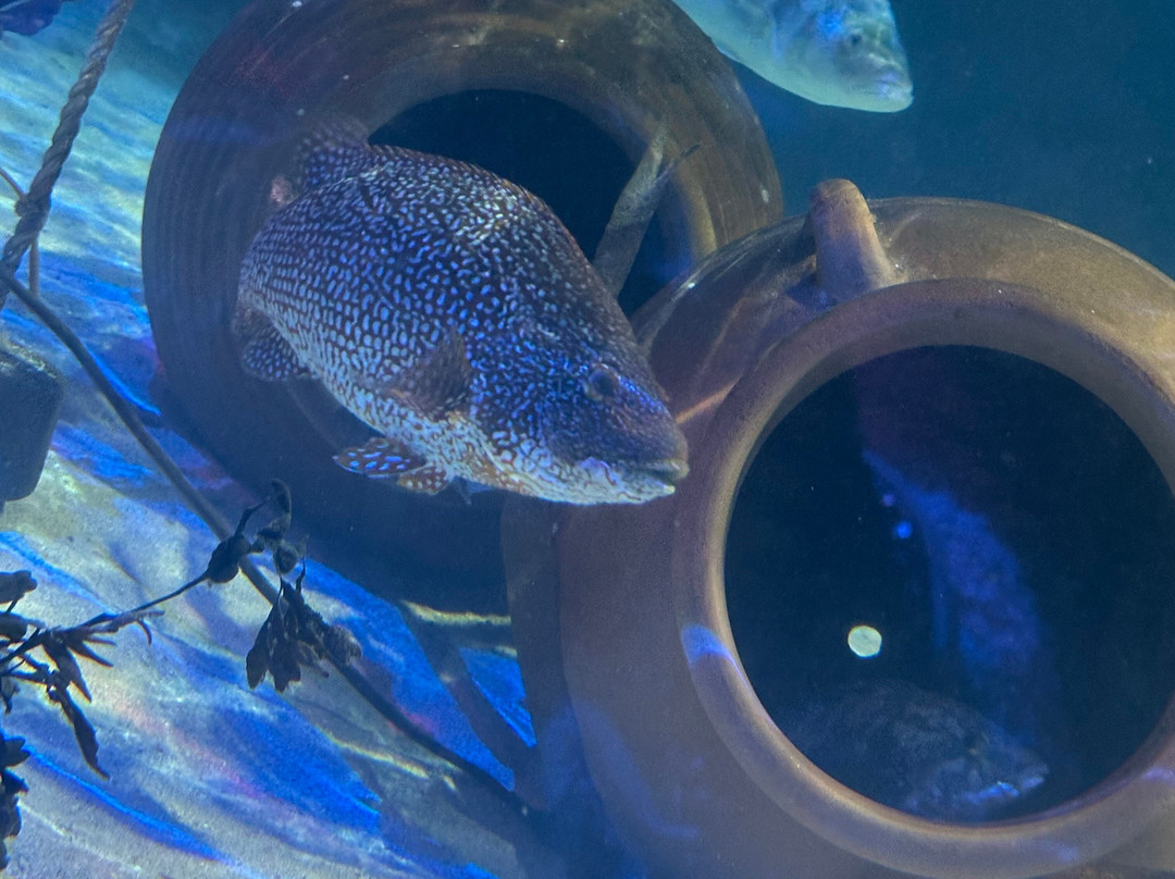Sea Life Scarborough-斯卡伯勒必去景点
