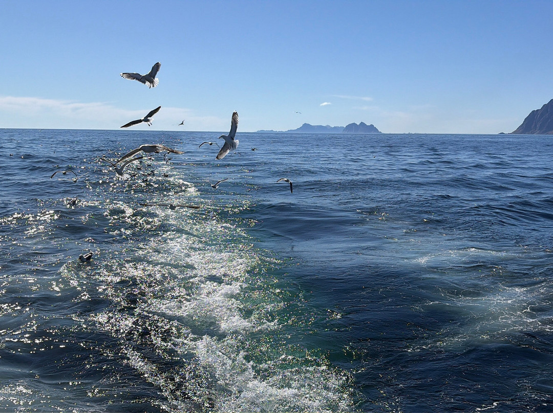 REEL Fishing And RIB Safaries-雷讷必去景点