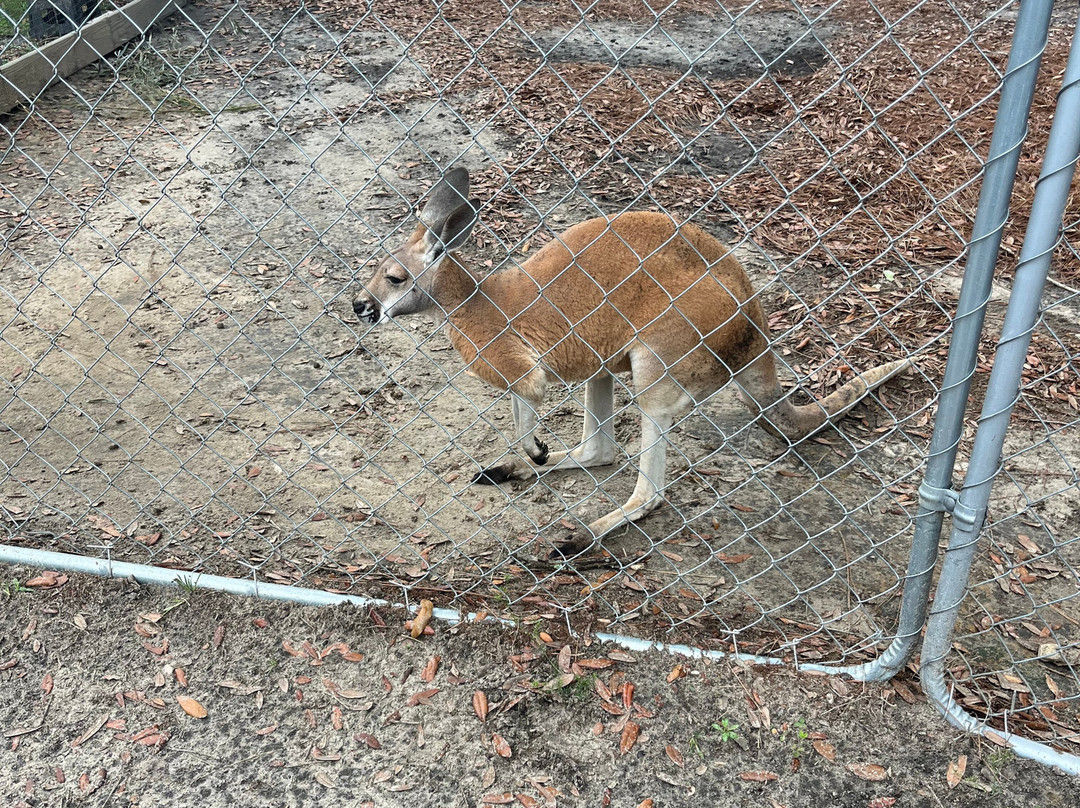 North Florida Wildlife Center-Lamont必去景点