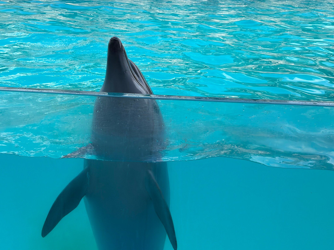 Batumi Dolphinarium-巴统必去景点