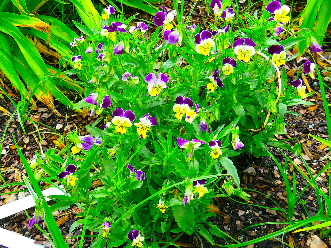 Cape Fear Botanical Garden-费耶特维尔必去景点