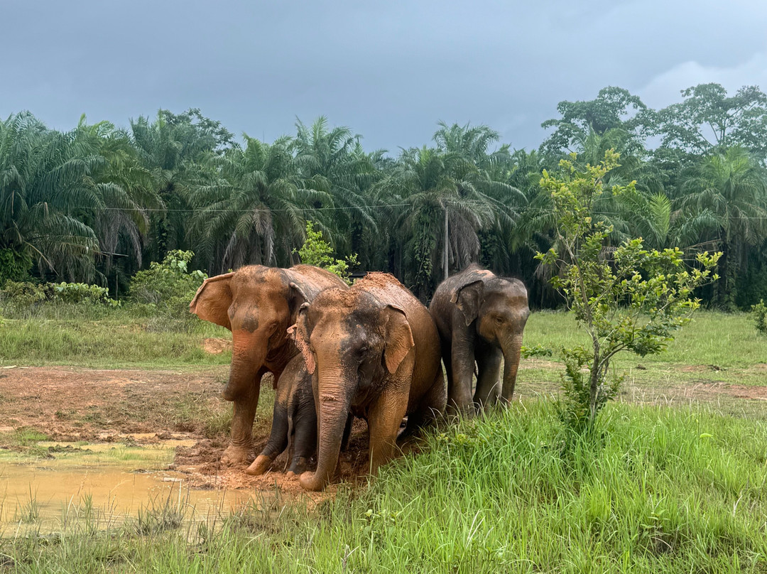 Following Giants - Krabi-Khlong Hin必去景点