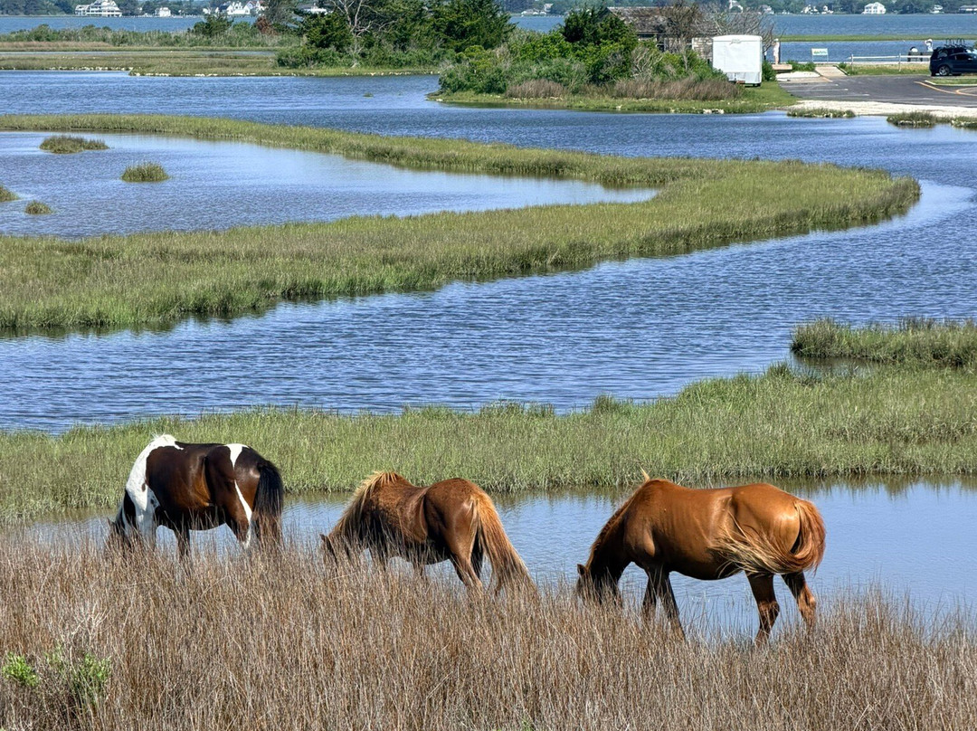 Assateague Island National Seashore-Assateague Island必去景点