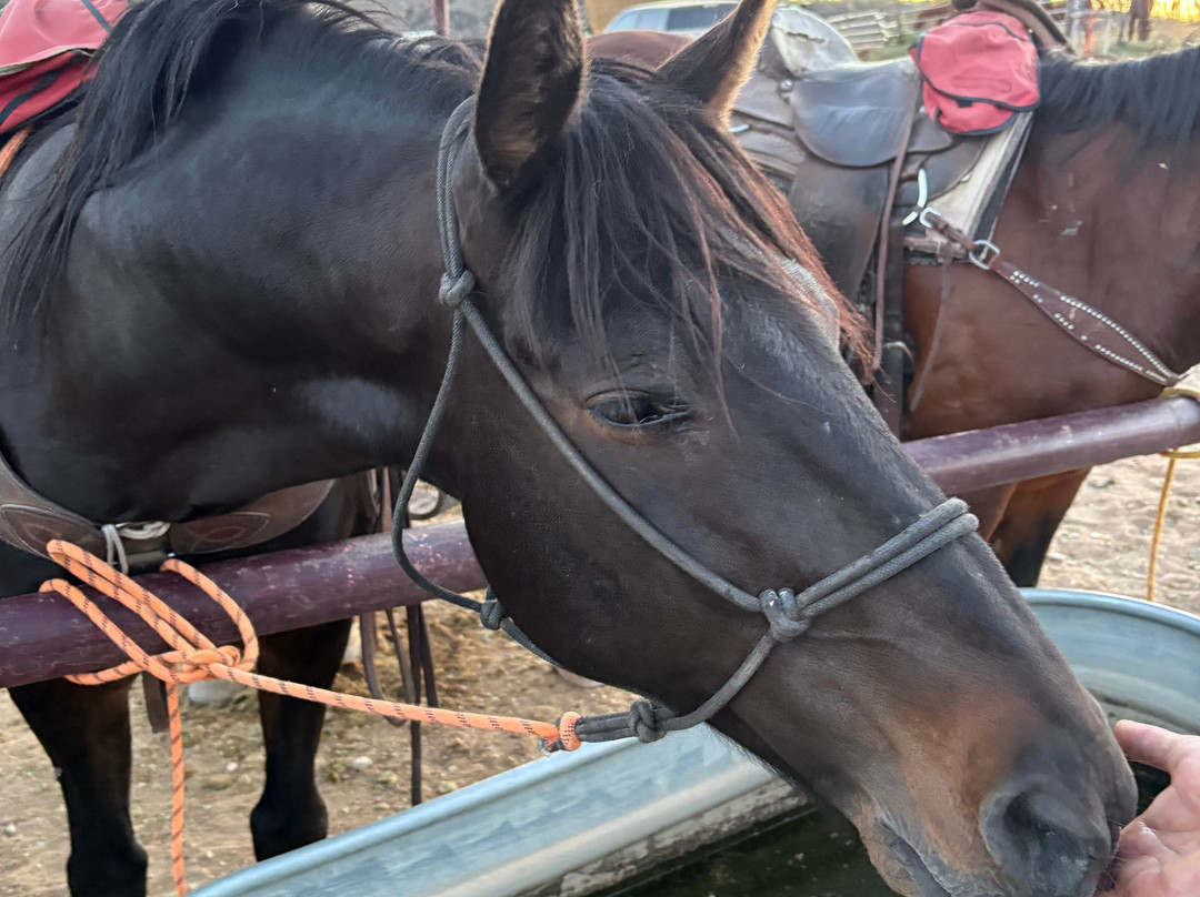 Horsin' Around Adventures-Cornville必去景点