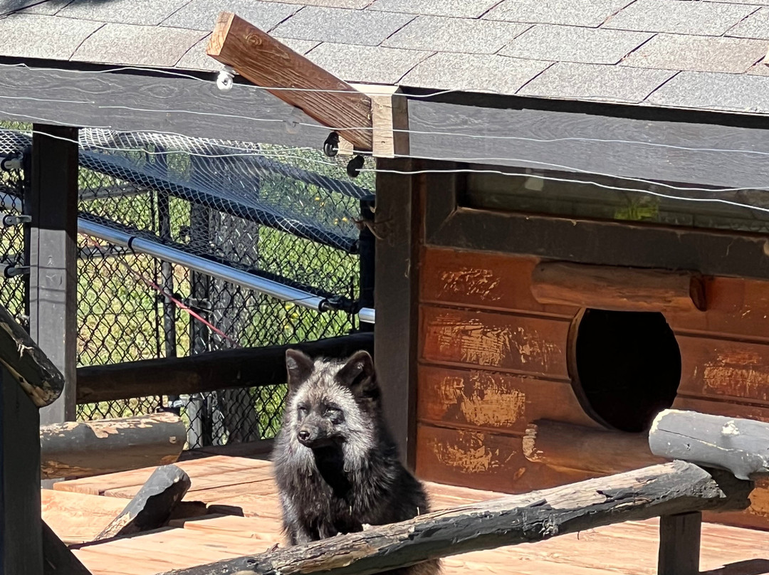 Colorado Wolf Adventures-Woodland Park必去景点