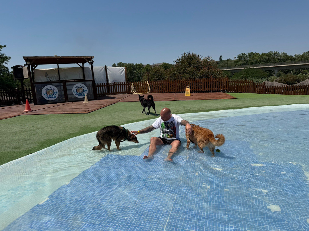 Aquapark Canino Perros Al Agua