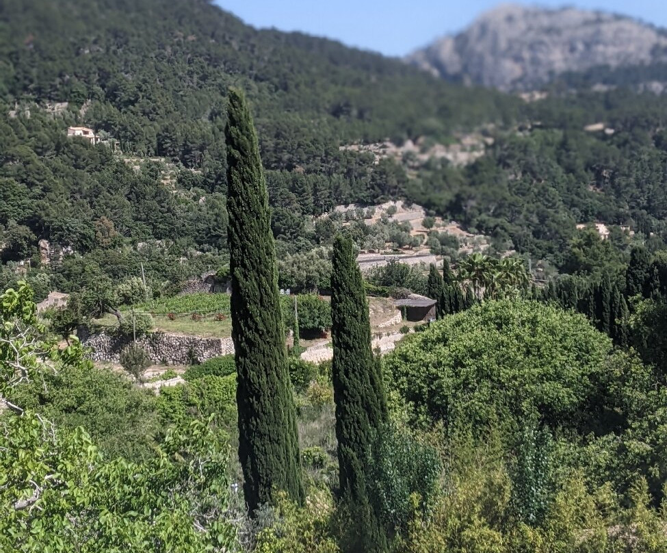 Cartoixa de Valldemossa-法德摩萨必去景点