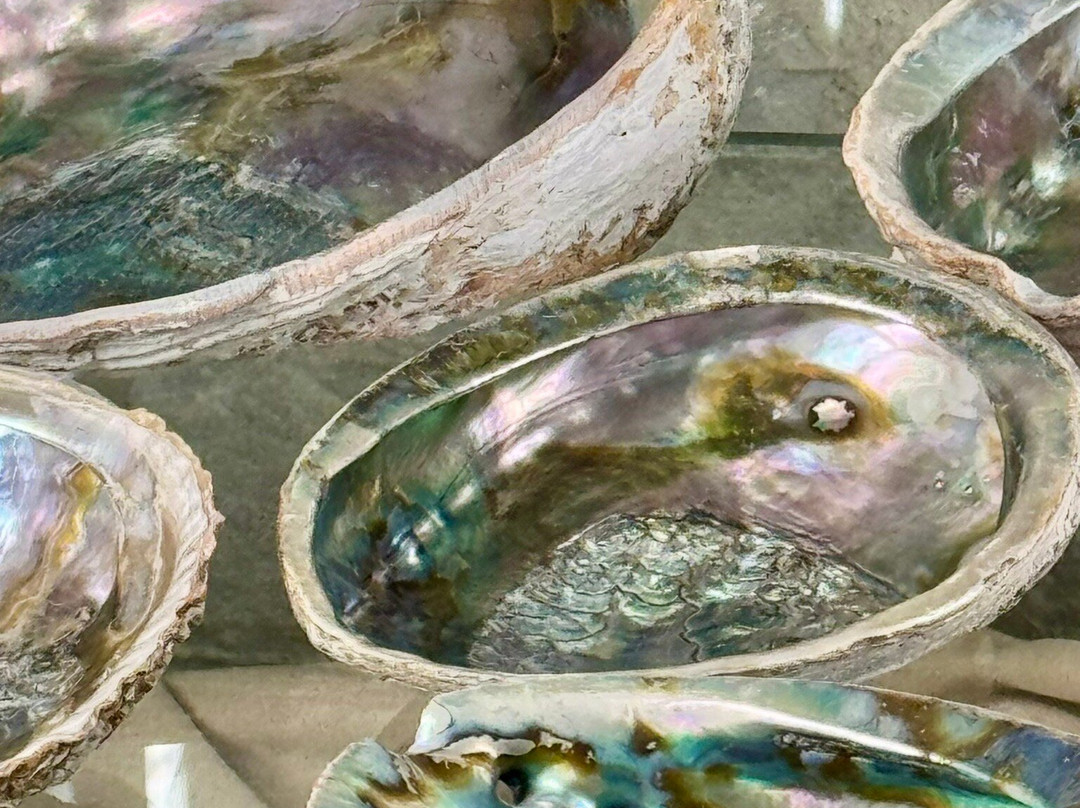 Shells Museum Malakoloski Muzej-玛卡沙必去景点