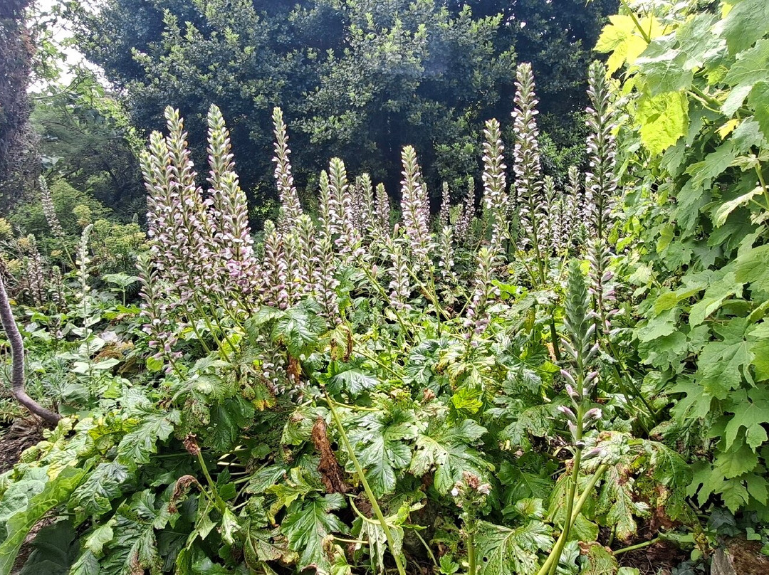 Ventnor Botanic Garden-文特诺必去景点