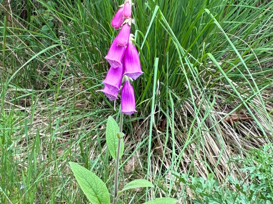 Nationale Park Hoge Veluwe-奥特洛必去景点