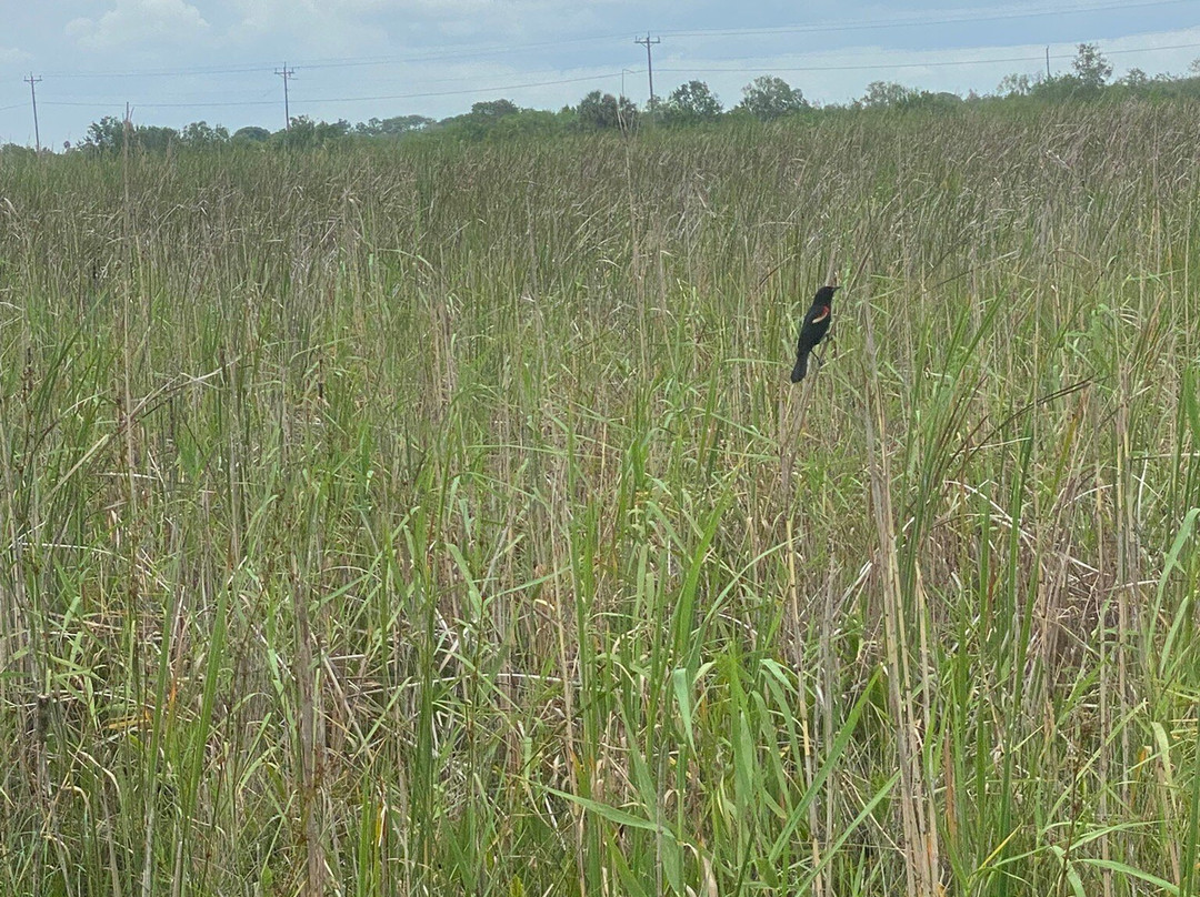 Wooten's Everglades Airboat Tour-奥乔皮必去景点