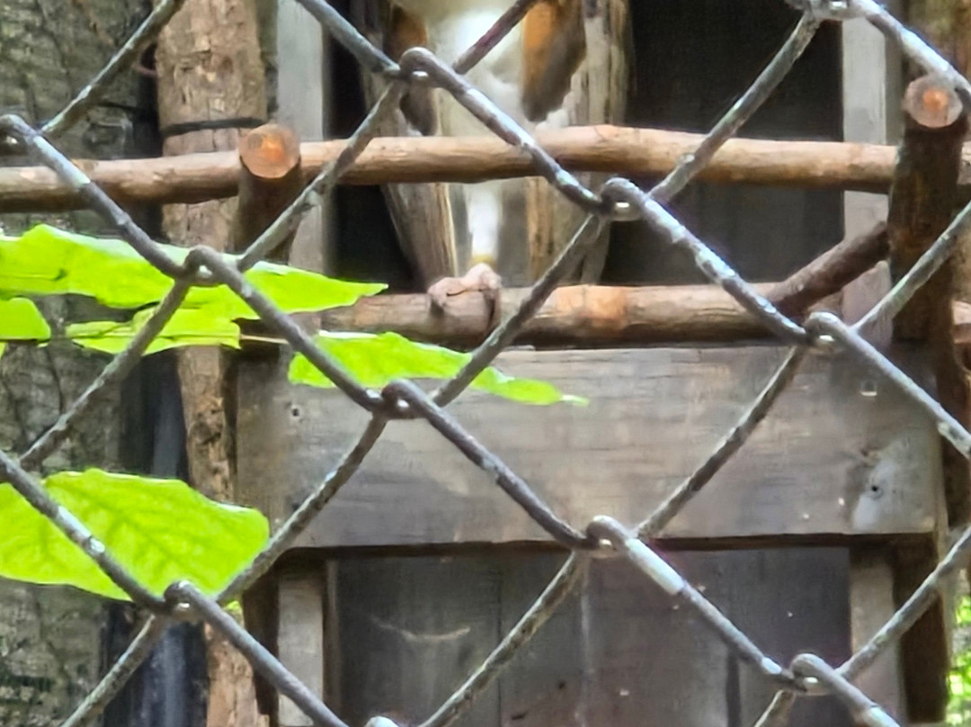 Western North Carolina Nature Center-阿什维尔必去景点