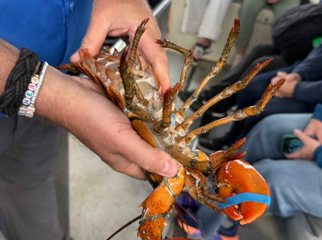 Lulu Lobster Boat-巴港必去景点