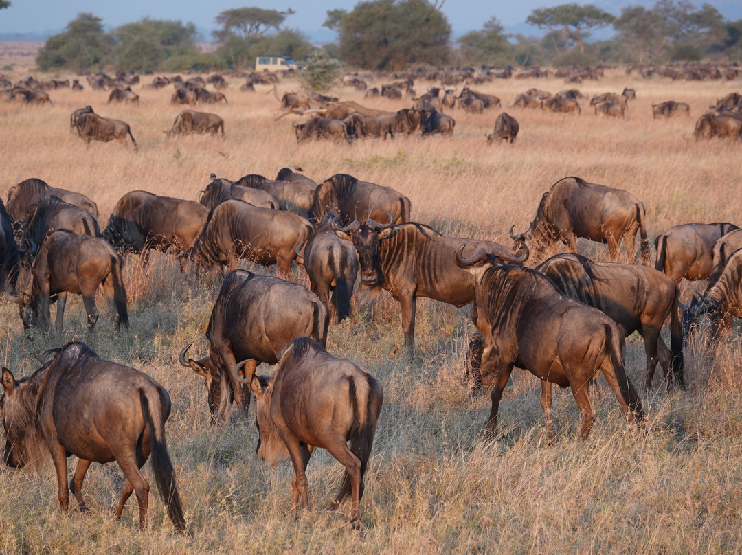 Unlimited Expeditions - The Soul Of Tanzania-阿鲁沙必去景点