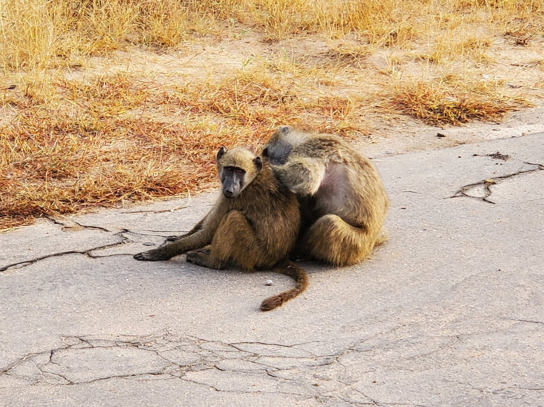 Kartula Marula Adventures-Steenbokpan必去景点