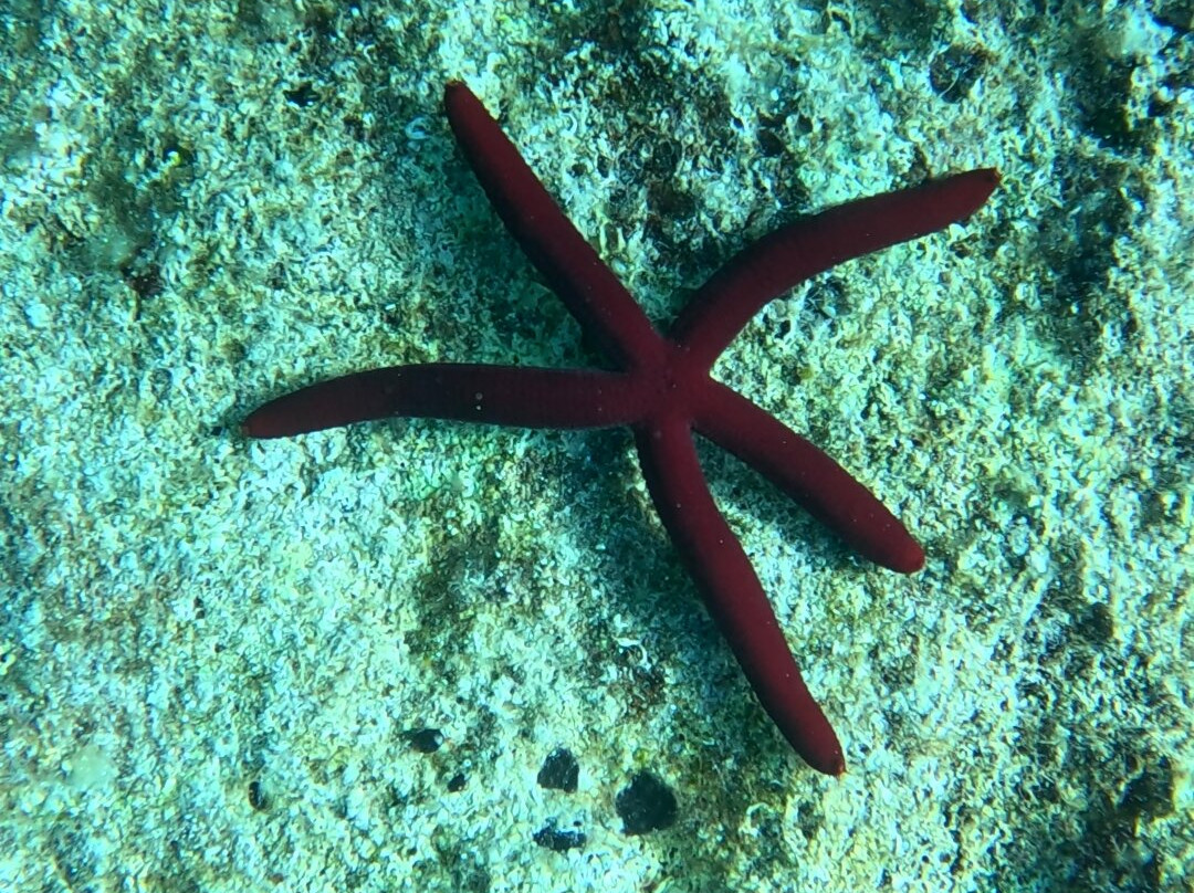 Achilleon Diving Center-Paleokastritsa必去景点