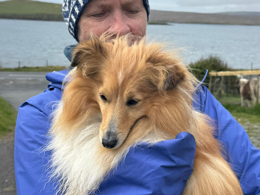 Shetland Wool Adventures-Lerwick必去景点