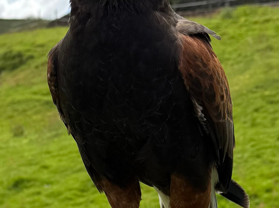 SMJ Falconry-Oxenhope必去景点