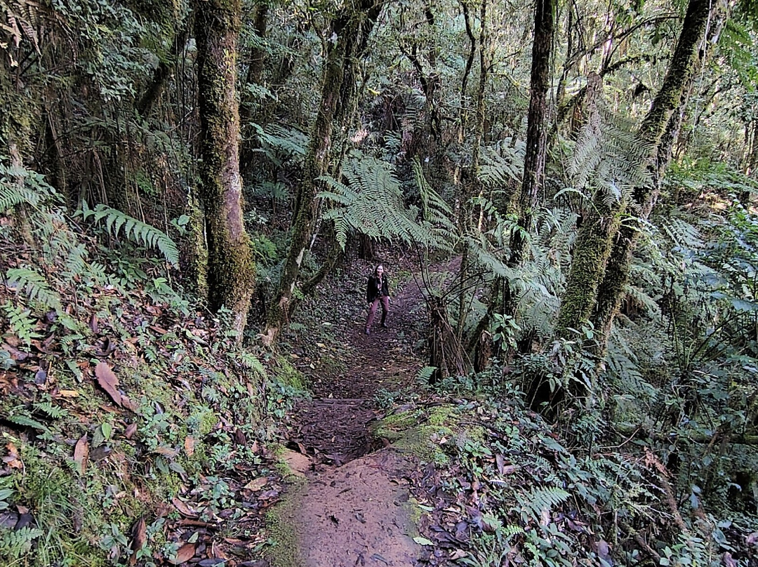 Parque Estadual Campos do Jordao-坎普斯－杜若尔当必去景点