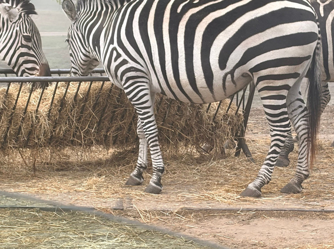 Beekse Bergen Safari Park-希尔法伦贝克必去景点
