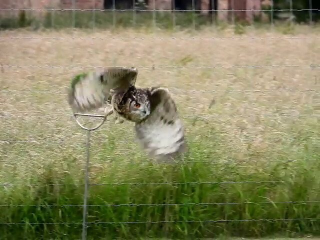 York Bird of Prey Centre-伊辛瓦必去景点