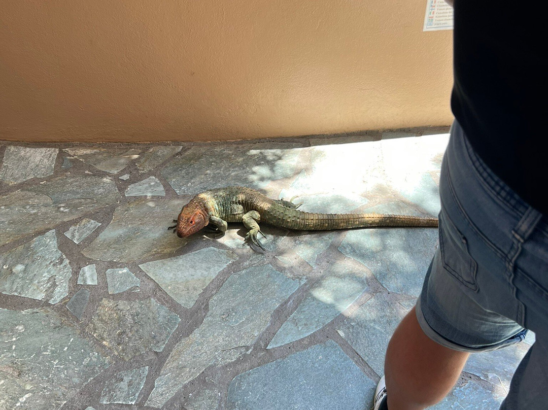 Aquaworld Aquarium & Reptile Rescue Centre-赫索尼索斯必去景点