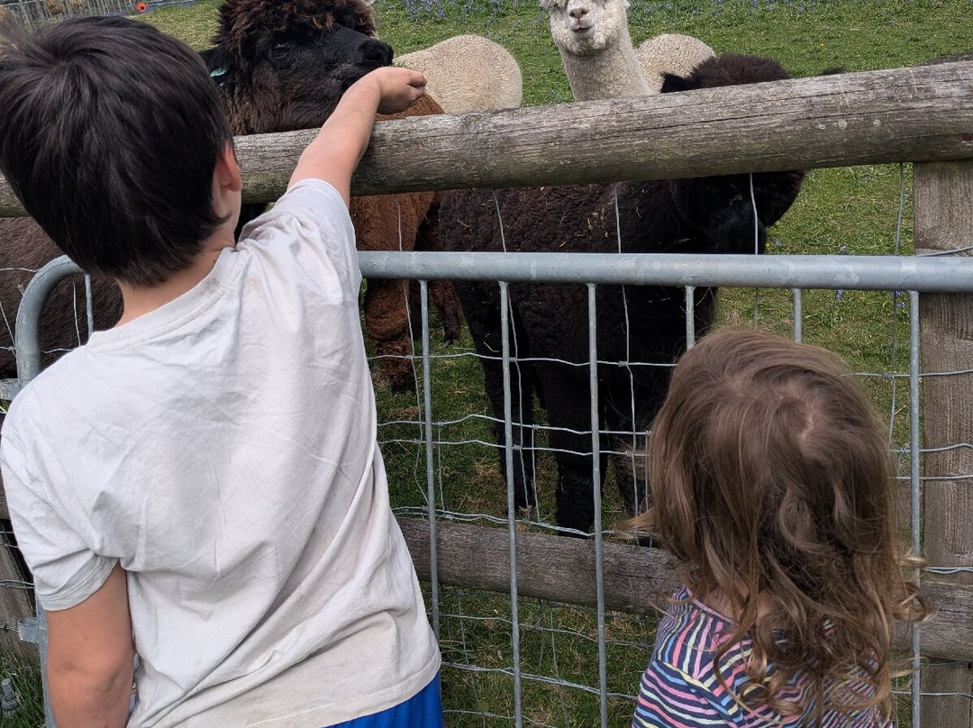 Harrow Hill Glamping With Alpacas
