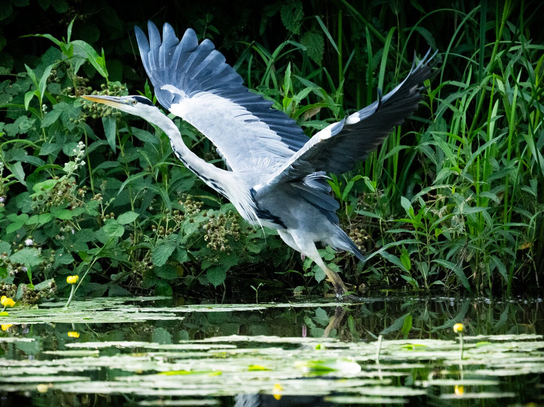 GG Wildlife Experiences Ltd-Goring-on Thames必去景点