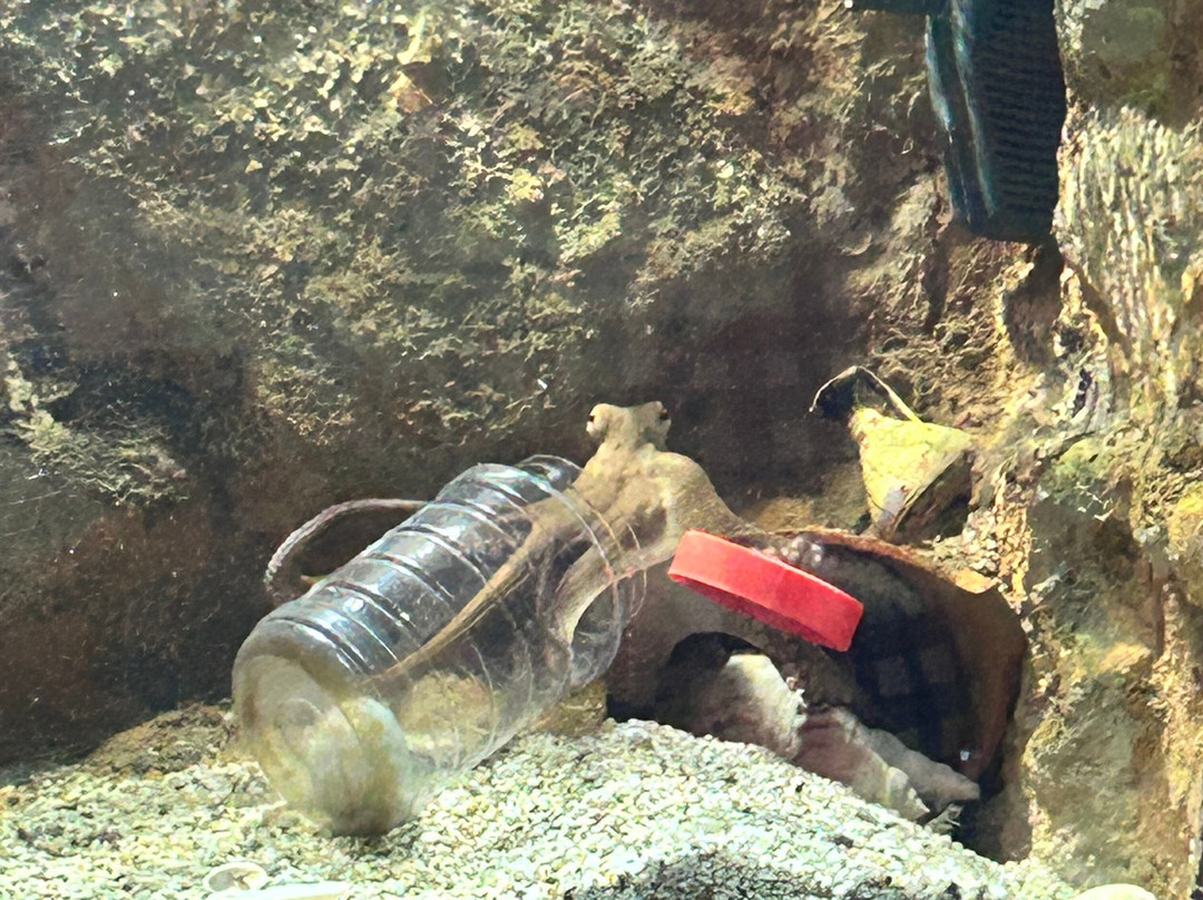 Aquaworld Aquarium & Reptile Rescue Centre-赫索尼索斯必去景点