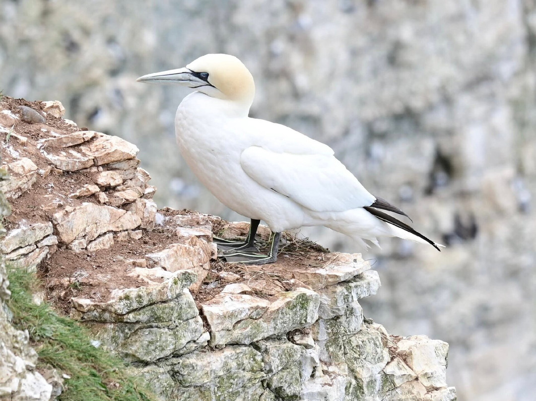 RSPB Bempton Cliffs-Bempton必去景点
