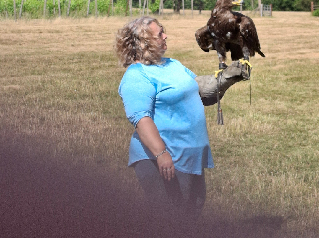 UK Owl And Raptor Centre-Groombridge必去景点