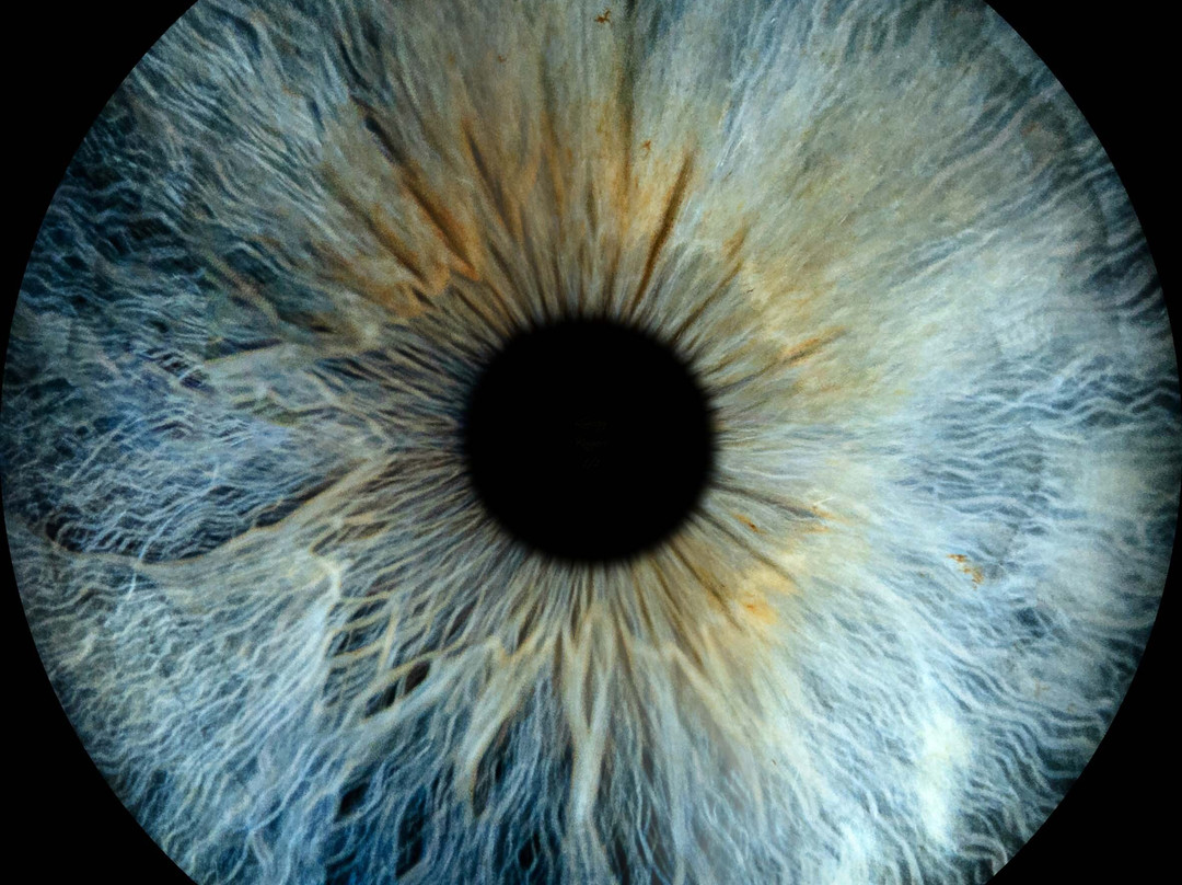 Iris Galerie Arnhem-阿纳姆必去景点
