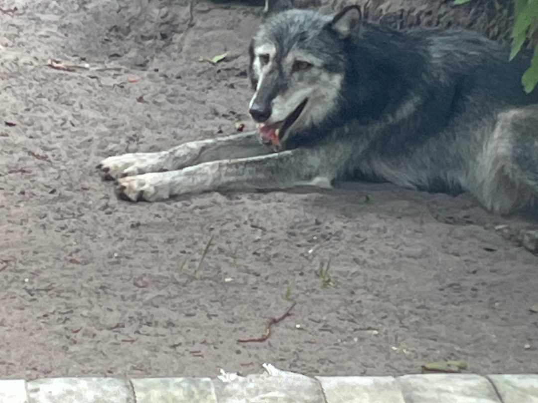 Shy Wolf Sanctuary Education & Experience Center-Golden Gate必去景点