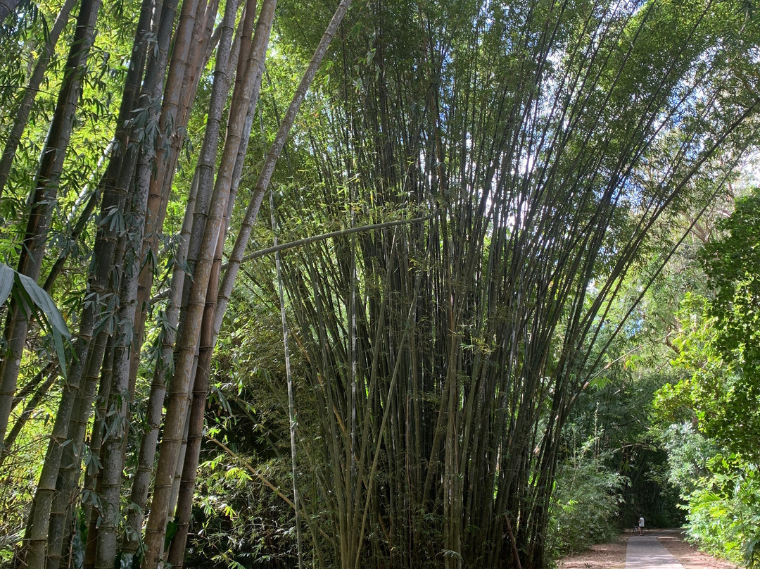 Cairns Botanical Gardens-凯恩斯地区必去景点