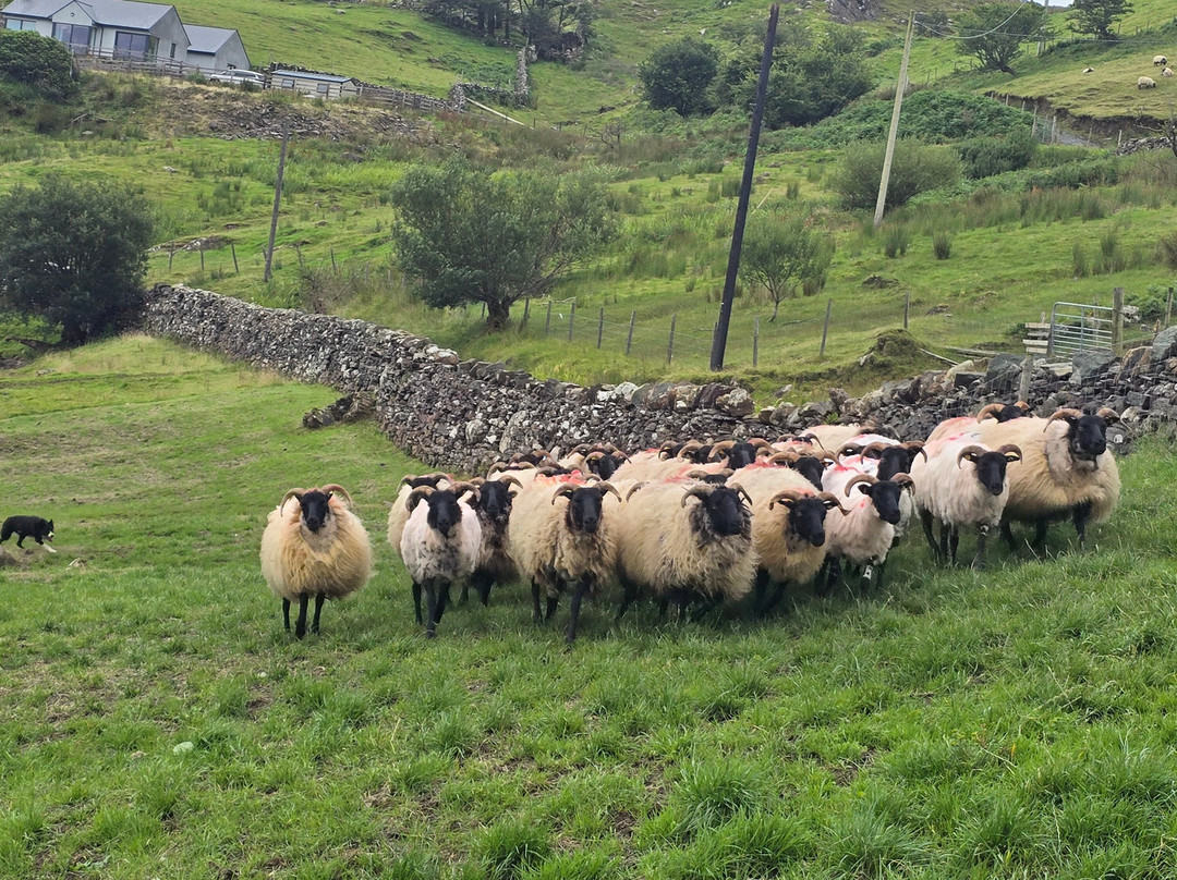 Killary Sheep Farm-Leenane必去景点