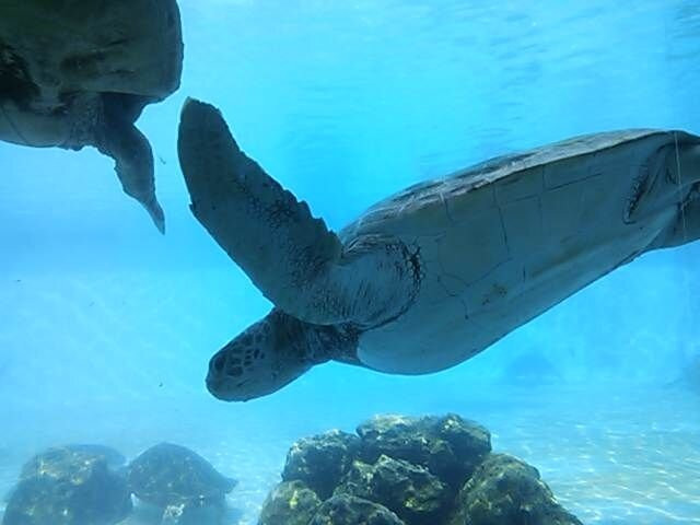 冲绳美之海水族馆-本部町必去景点