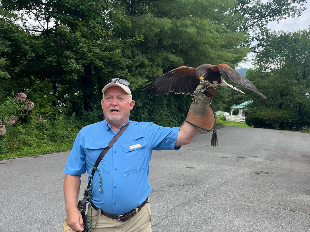 The Greenbrier Falconry-White Sulphur Springs必去景点