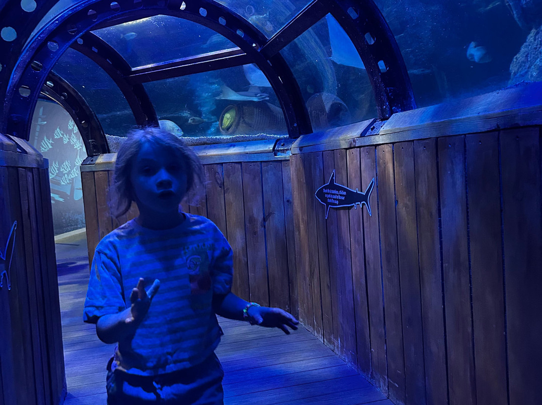 SEA LIFE Hunstanton-Hunstanton必去景点
