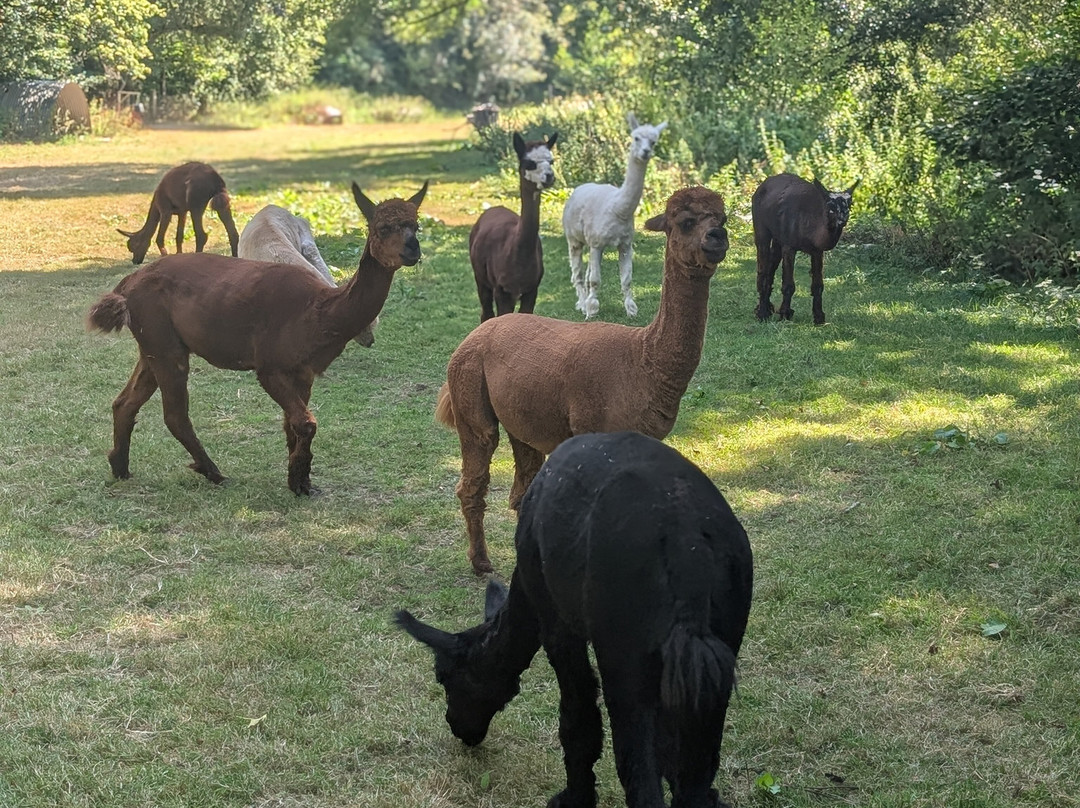 Bell Farm Alpacas-Pensford必去景点