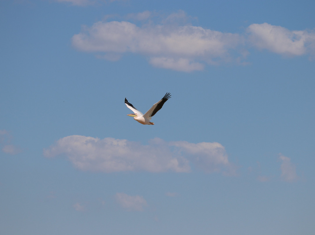 Nata Bird Sanctuary-Nata必去景点