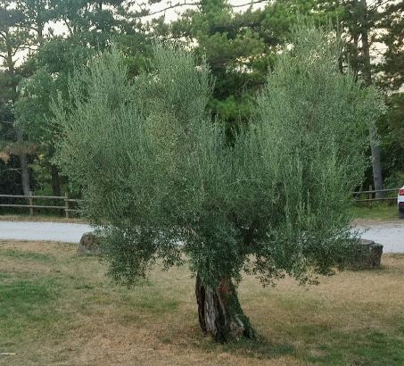 Agriturismo Tenuta di Biscina-旅行者