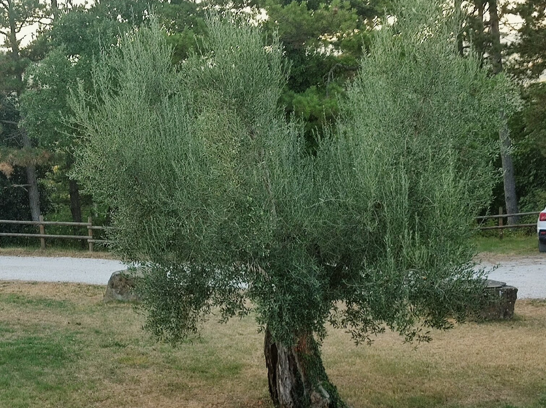 Agriturismo Tenuta di Biscina主图